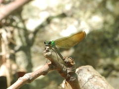 Calopteryx syriaca
