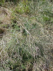 Baccharis notosergila