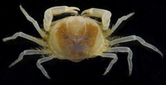 Fabia subquadrata