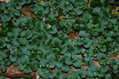 Dysopsis glechomoides