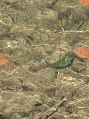 Halichoeres radiatus