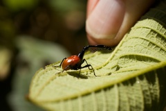 Trachelophorus giraffa