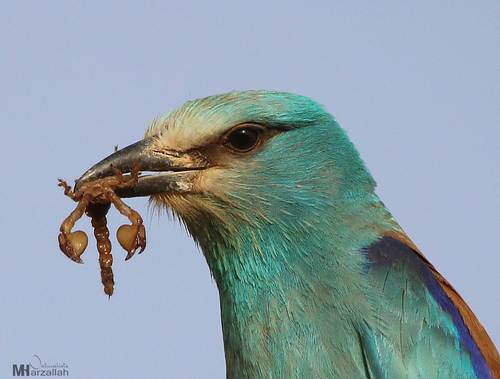 European Roller