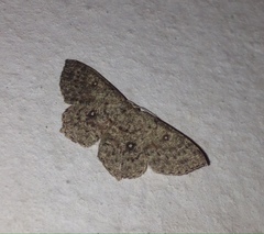 Cyclophora pendularia