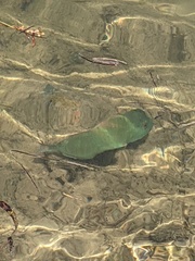 Halichoeres radiatus