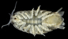 Cirolana harfordi