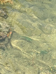 Halichoeres radiatus