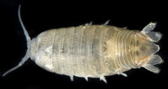 Cirolana harfordi