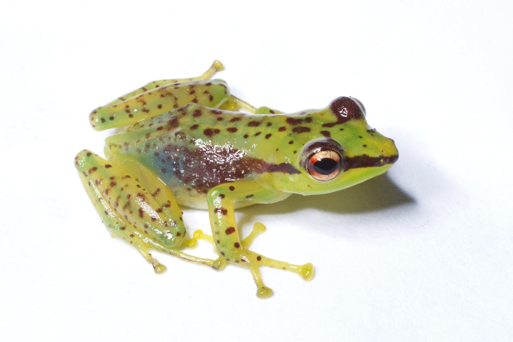 Tsarafidy Madagascar Frog