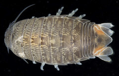 Cirolana harfordi