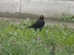 Turdus merula