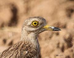 Burhinus oedicnemus