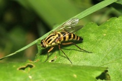 Thereva aurata