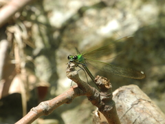 Calopteryx syriaca