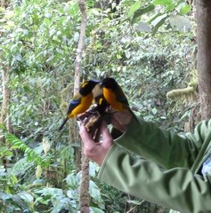 Anisognathus notabilis