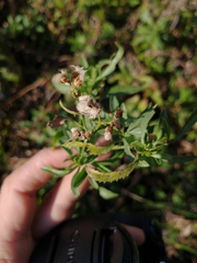 Baccharis