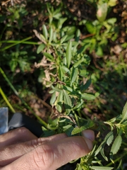 Baccharis