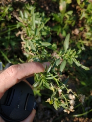 Baccharis