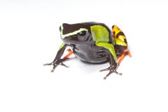 Mantella baroni