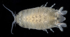 Cirolana harfordi