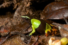 Mantella baroni