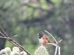 Pipilo maculatus macronyx