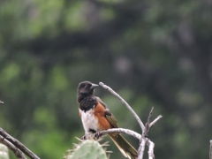 Pipilo maculatus macronyx