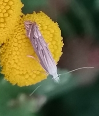 Isophrictis striatella