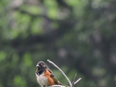 Pipilo maculatus macronyx