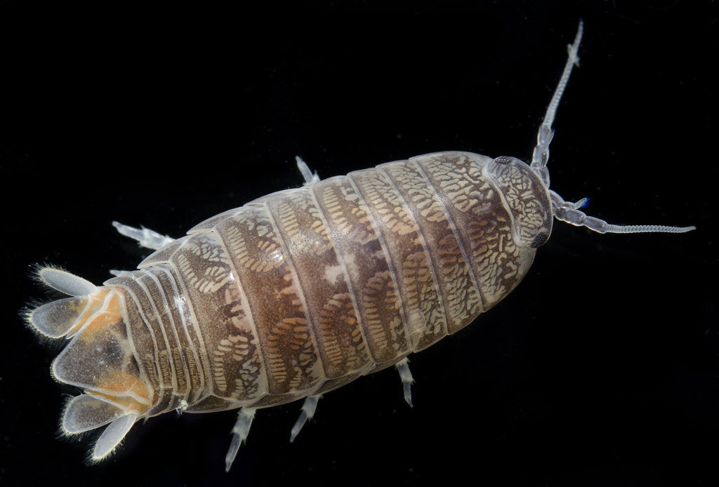 Fish-associated Isopods