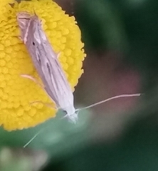 Isophrictis striatella