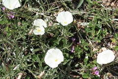 Convolvulus holosericeus