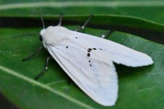 Spilarctia subcarnea