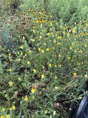 Xanthisma texanum