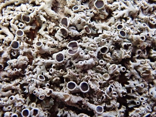 Žvaigždinė žiauberė nuotrauka