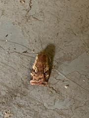 Cryptocala acadiensis