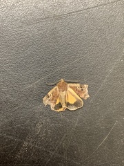 Cryptocala acadiensis