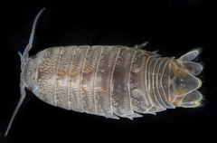 Cirolana harfordi