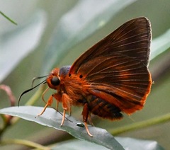 Bibasis oedipodea belesis