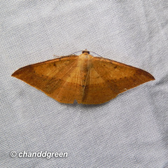 Pseudonadagara semicolor