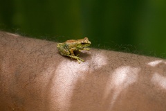 Guibemantis liber