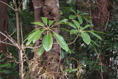 Daphniphyllum macropodum