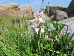 Dactylorhiza incarnata incarnata