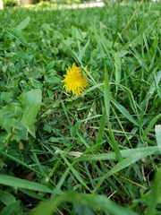 Taraxacum officinale