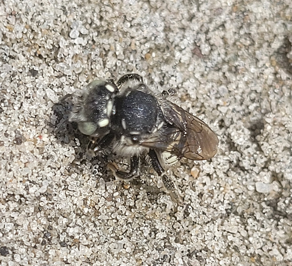 Anthidium clypeodentatum