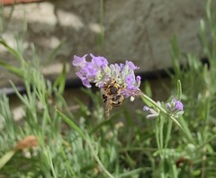 Anthidium florentinum