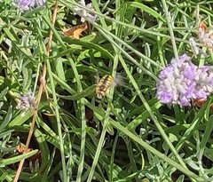 Anthidium florentinum