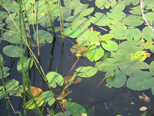 Image of Nuphar pumila by (c) Grzegorz Grzejszczak, some rights reserved (CC BY-SA)