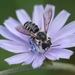 Megachile pugnata pugnata - Photo (c) hankj,  זכויות יוצרים חלקיות (CC BY-NC), הועלה על ידי hankj