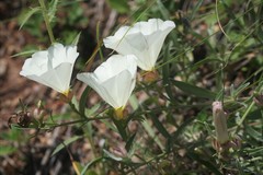 Convolvulus holosericeus